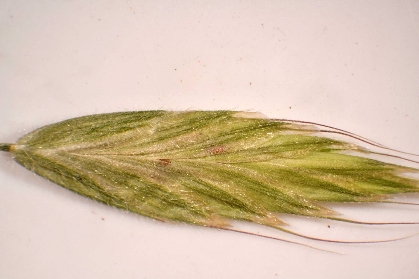 Bromus hordeaceus image