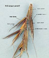 Andropogon gerardi image