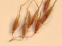 Sorghastrum nutans image