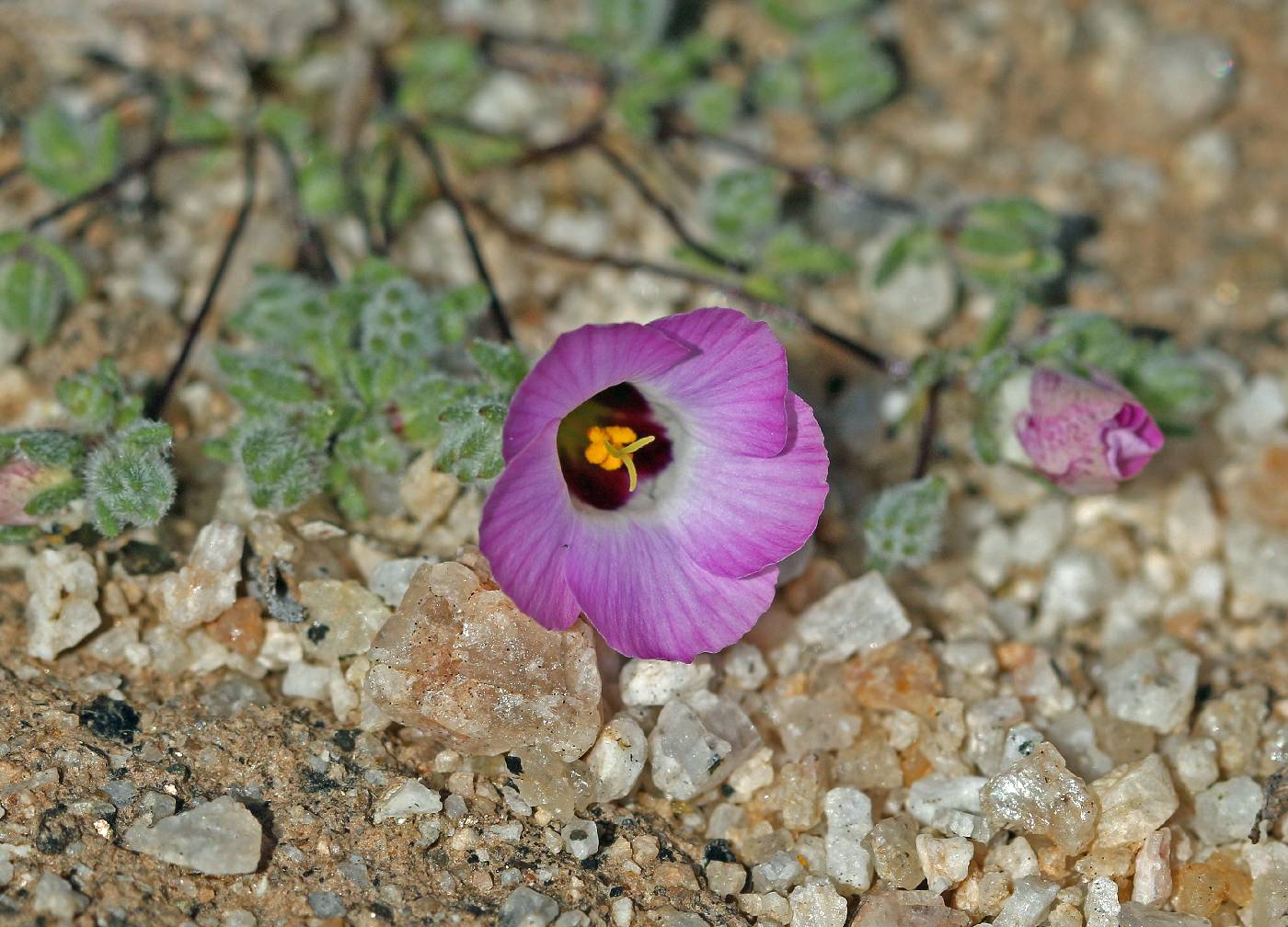 Linanthus bellus image