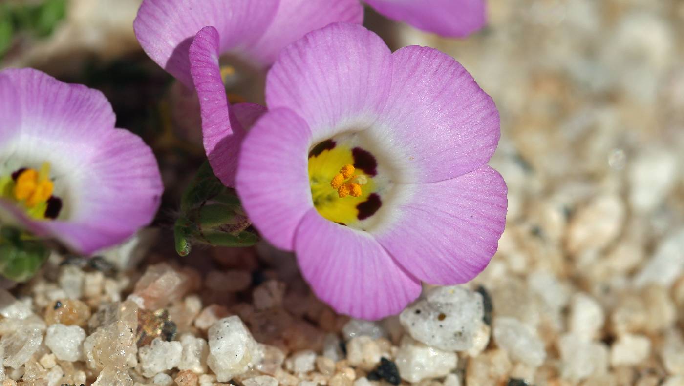 Linanthus bellus image