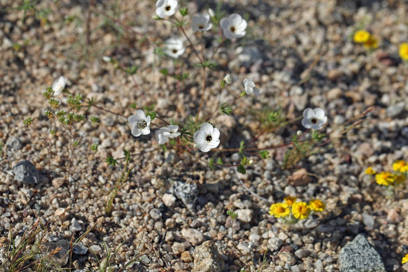 Leptosiphon chrysanthus var. decorus image