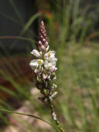 Polygala alba image