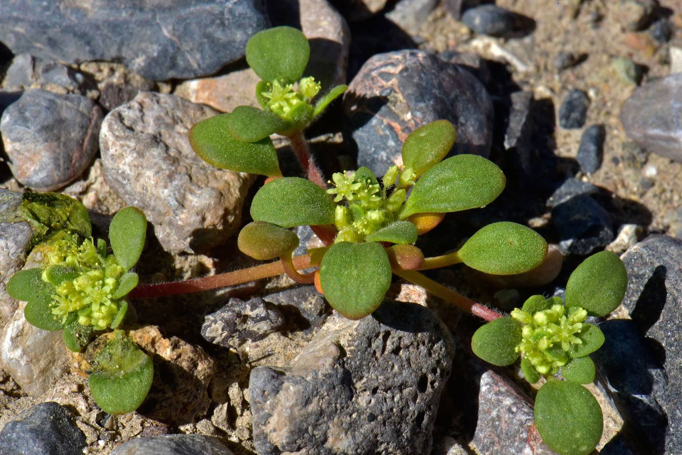 Gilmania luteola image