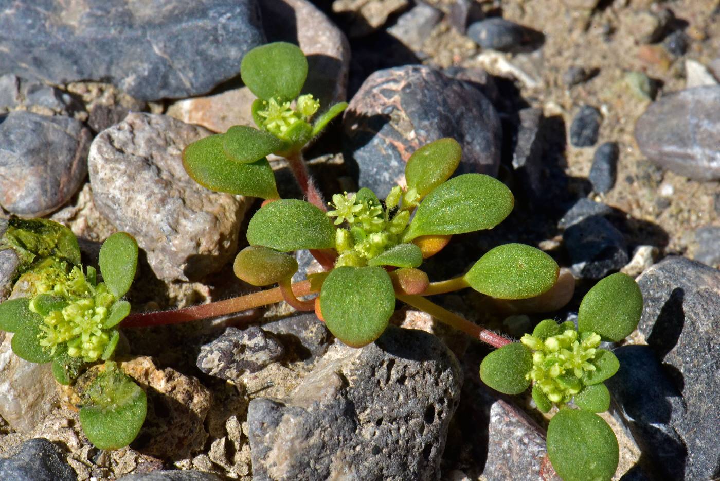 Gilmania luteola image