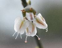 Eriogonum deflexum image