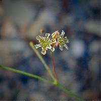 Eriogonum arizonicum image