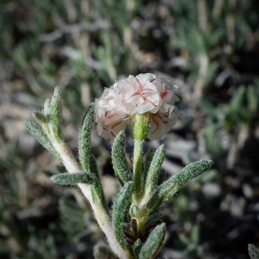Eriogonum ripleyi image