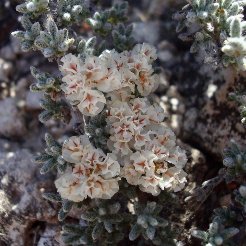 Eriogonum ripleyi image