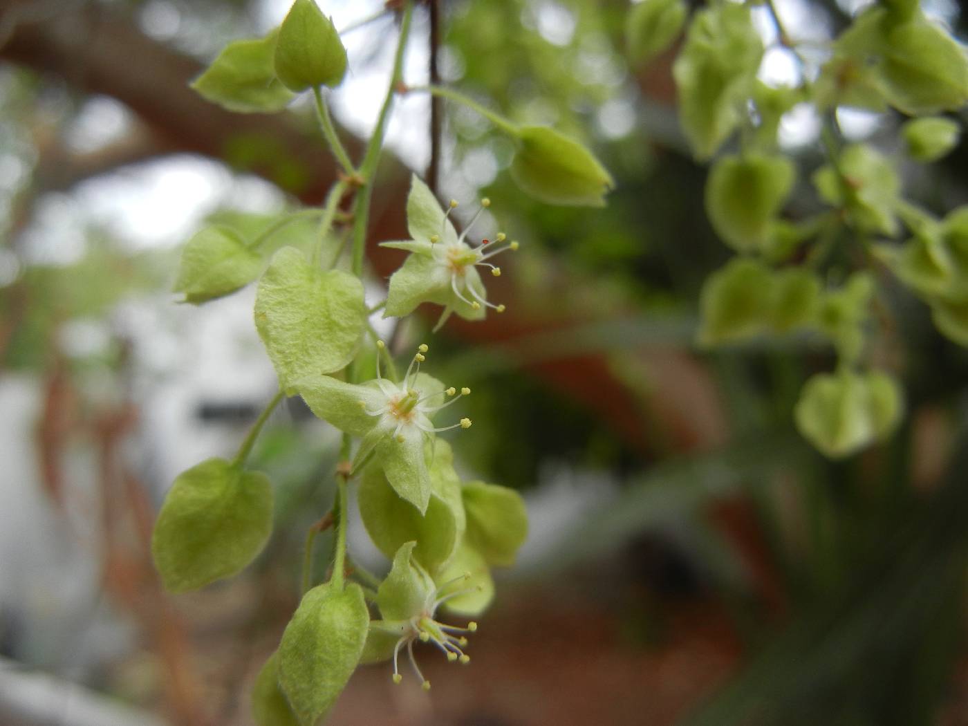 Gymnopodium floribundum image