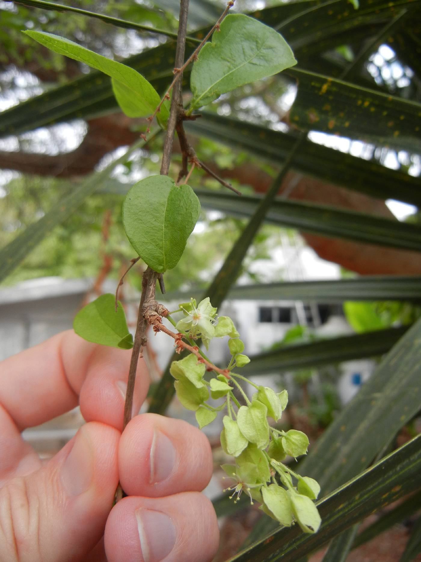 Gymnopodium floribundum image