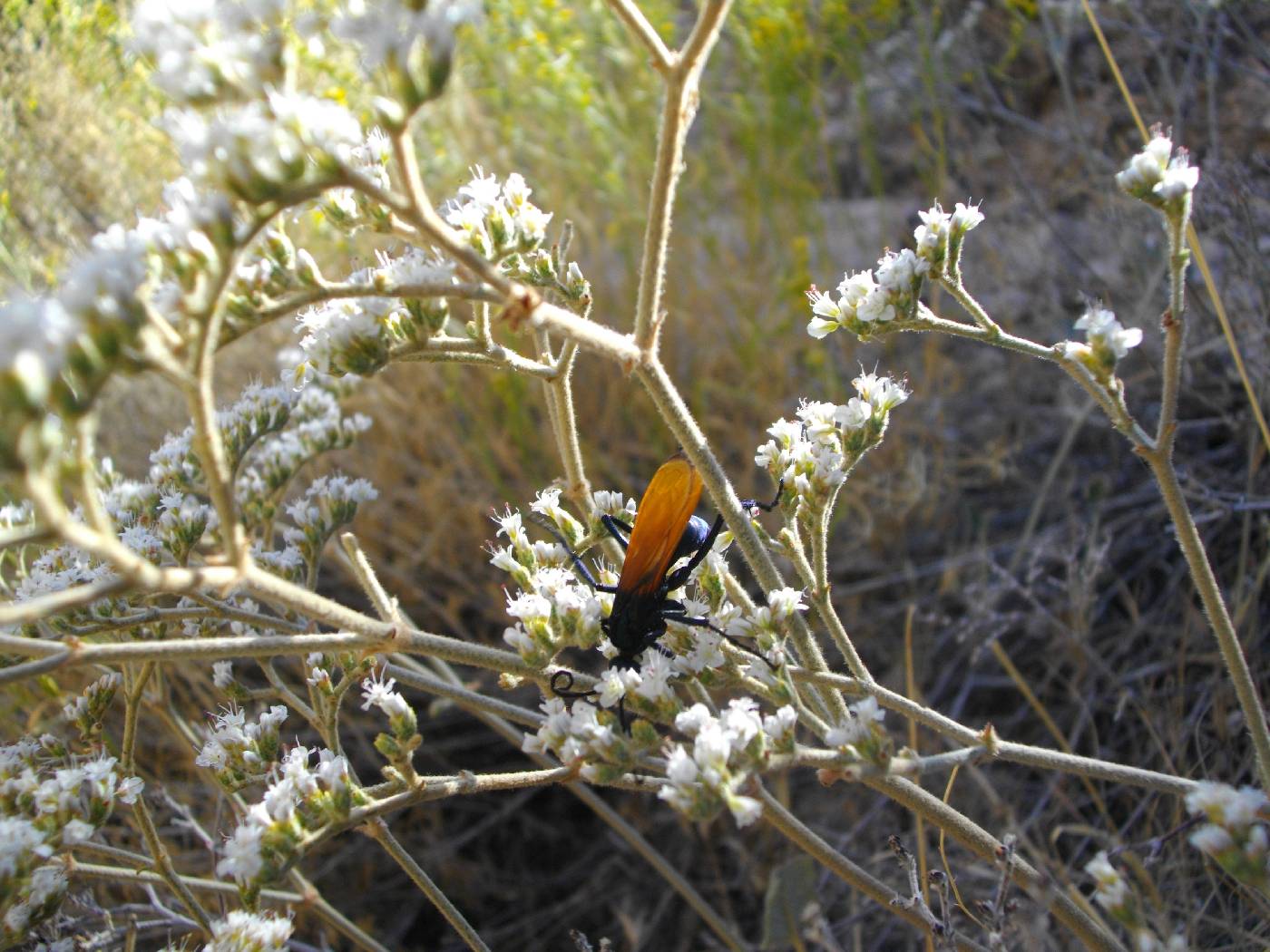 Eriogonum jonesii image