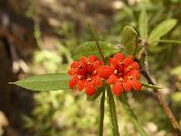 Bonellia macrocarpa subsp. pungens image