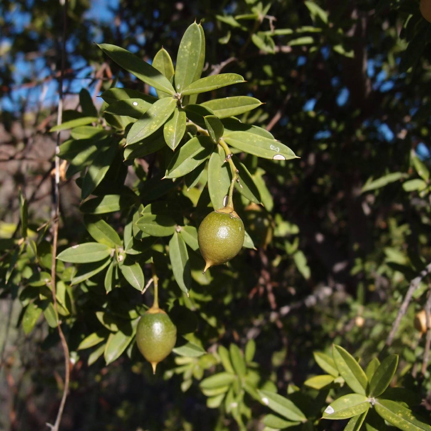 Bonellia macrocarpa image