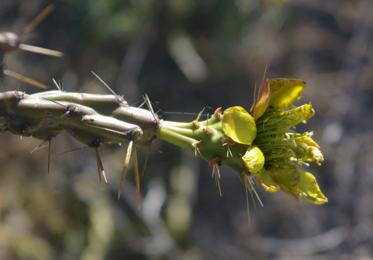 Cylindropuntia thurberi image