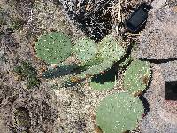 Opuntia chlorotica image