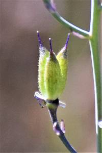 Delphinium scaposum image