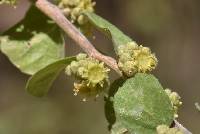 Colubrina californica image