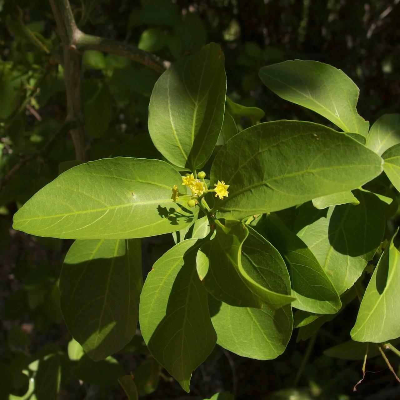 Sarcomphalus amole image