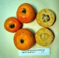 Media resource of Crataegus mexicana