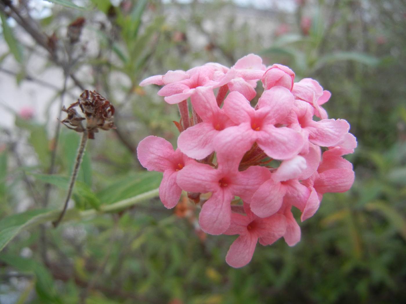 Arachnothryx leucophylla image