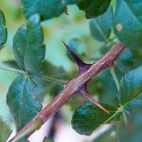 Image of Zanthoxylum mazatlanum