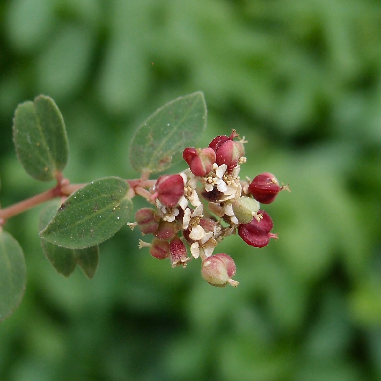 Euphorbia tomentulosa image