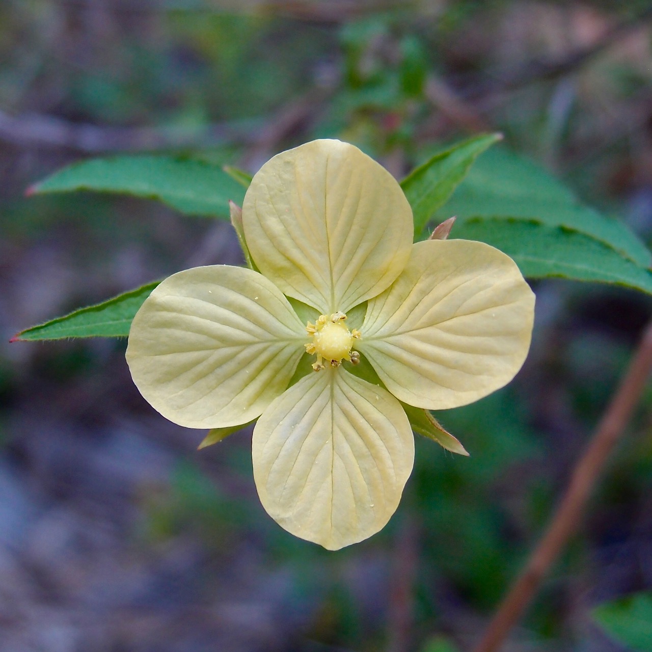 Ludwigia octovalvis image