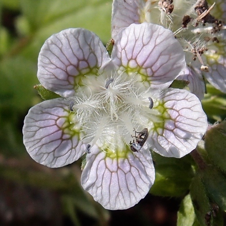 Phacelia platycarpa image