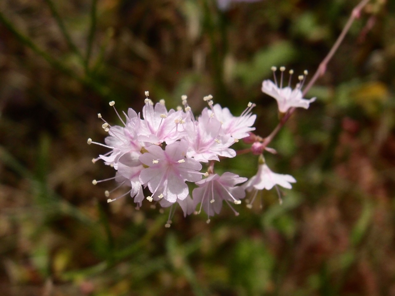 Boerhavia xanti image