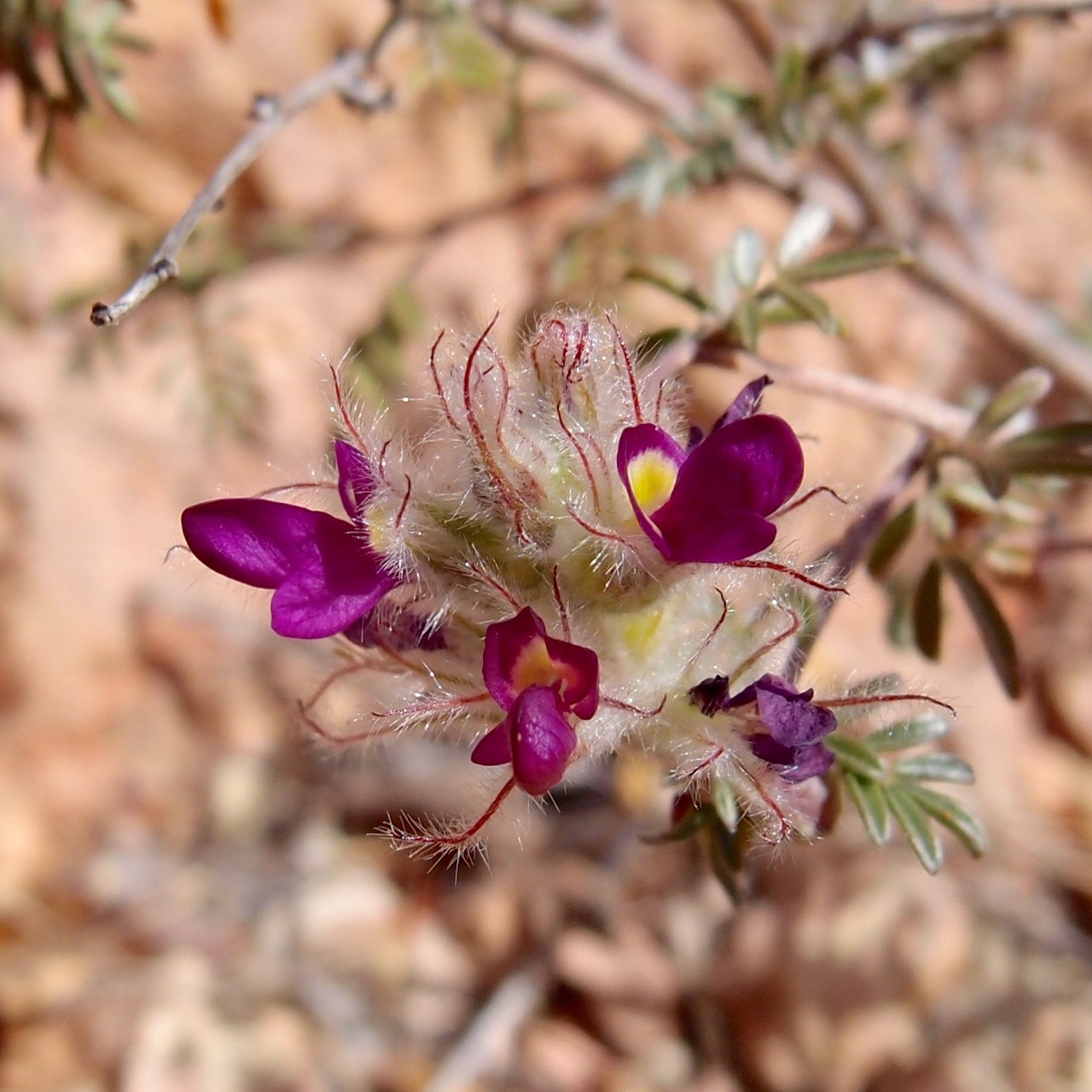 Dalea purpusii image