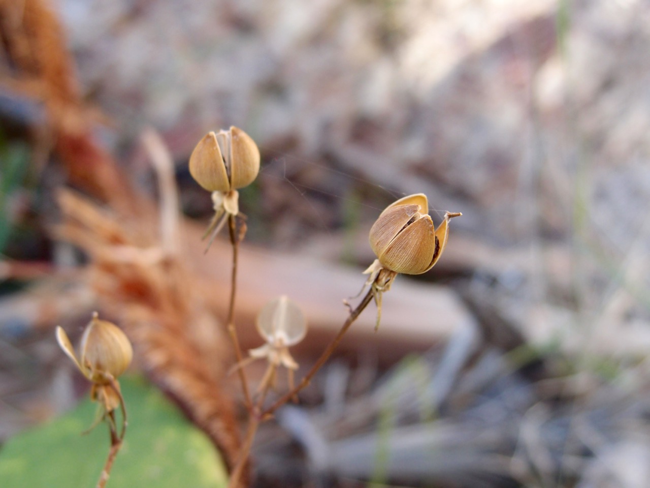 Ipomoea cholulensis image