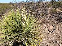 Yucca baccata image