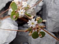 Drymaria holosteoides image