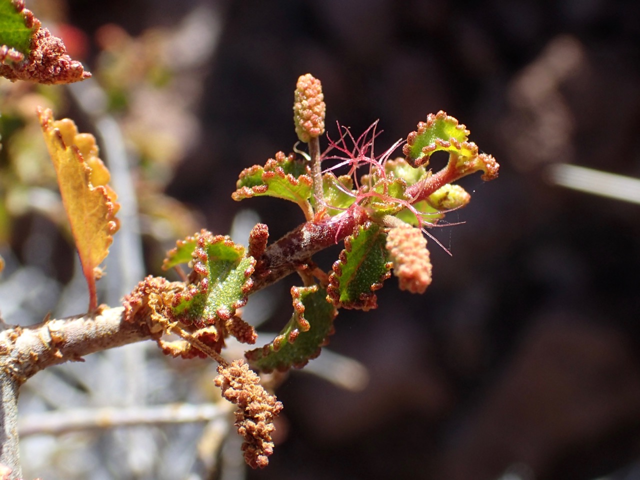 Acalypha saxicola image