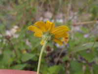 Heliopsis anomala image