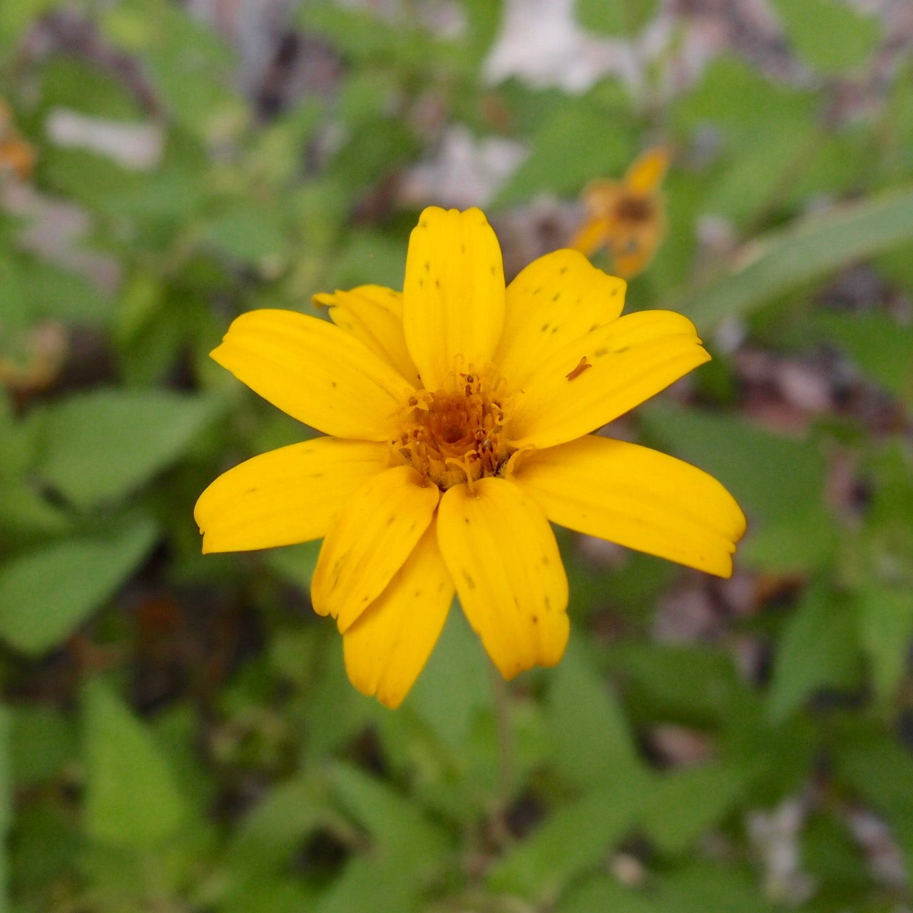 Heliopsis anomala image