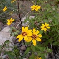 Heliopsis anomala image