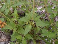 Heliopsis anomala image