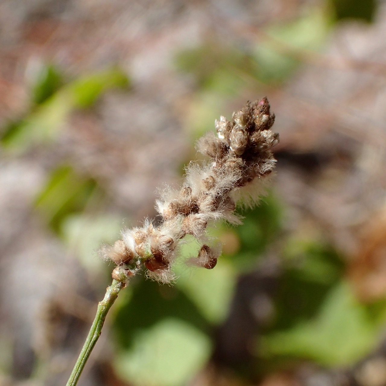 Iresine angustifolia image