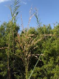 Phragmites australis image