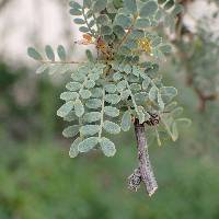 Prosopis palmeri image