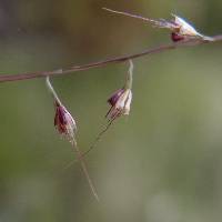 Aegopogon tenellus image