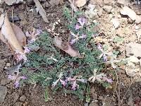 Astragalus martinii image