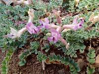 Astragalus martinii image