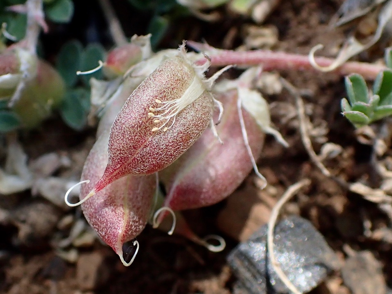 Astragalus martinii image