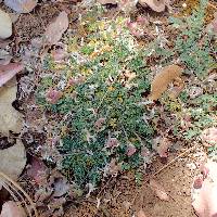 Astragalus martinii image