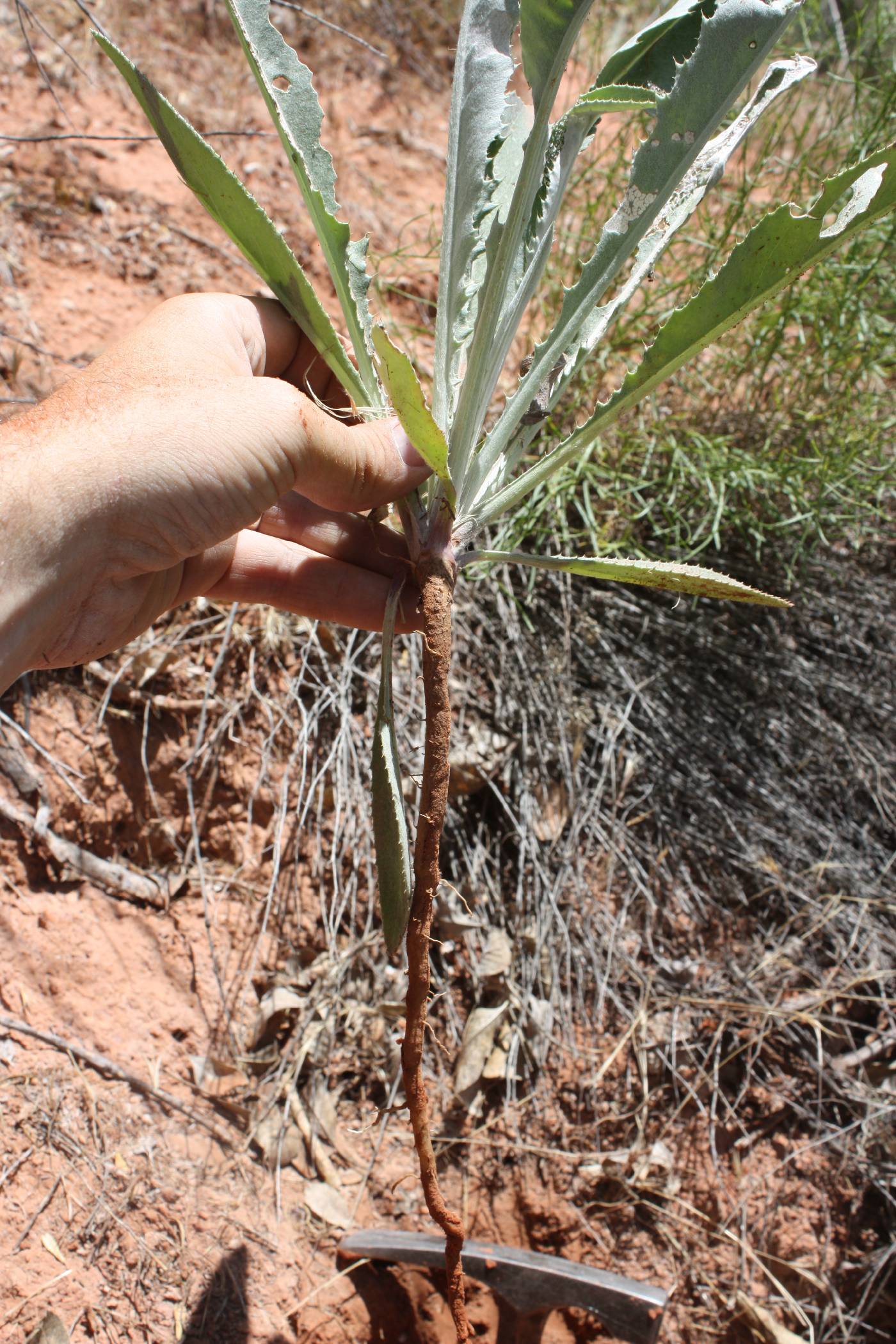 Cirsium virginense image