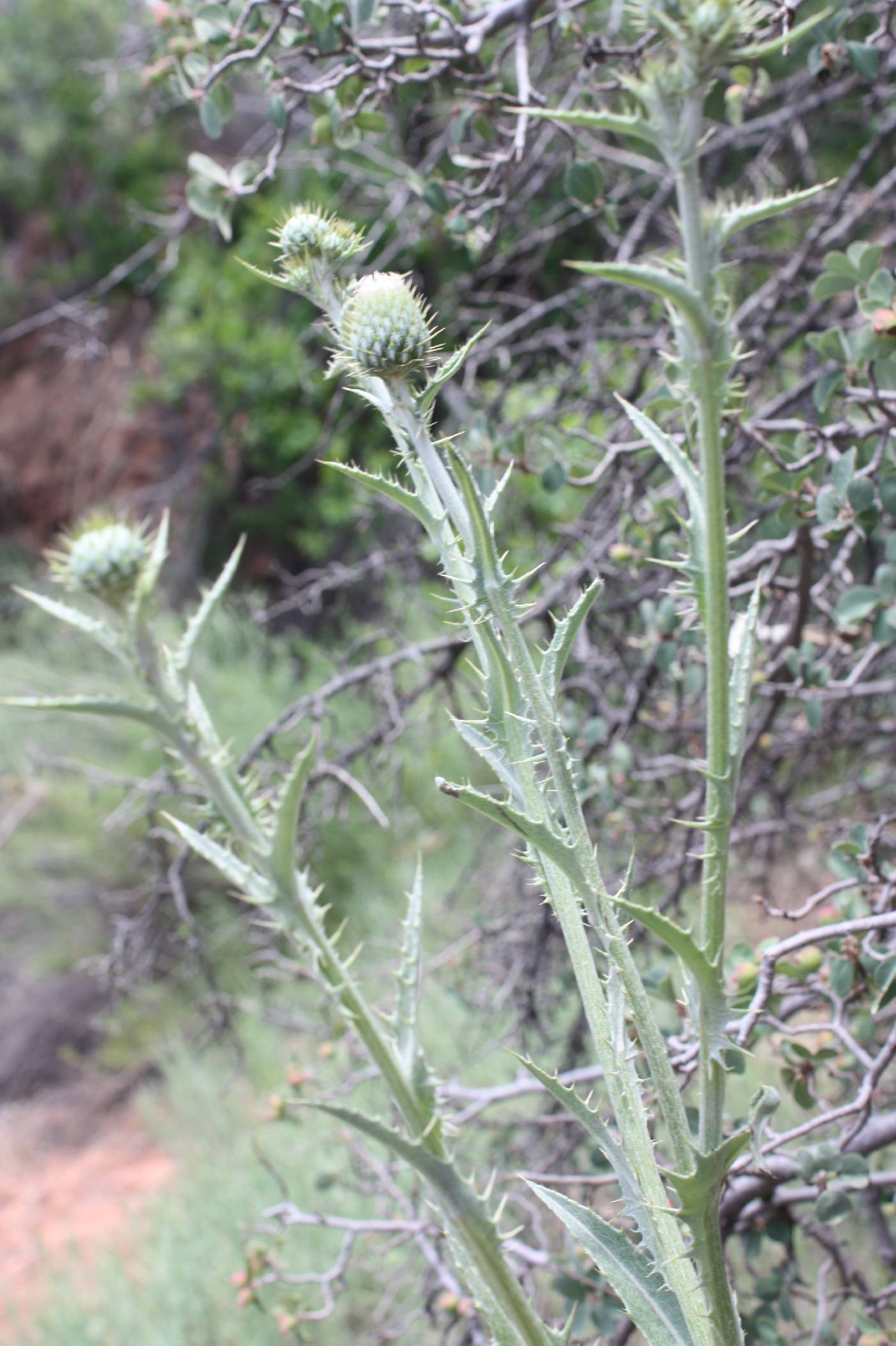 Cirsium virginense image