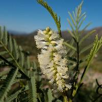 Mariosousa millefolia image